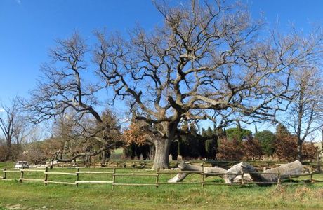 The Checche Oak Tree