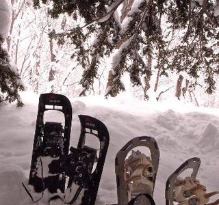 Niseko Custom Tours