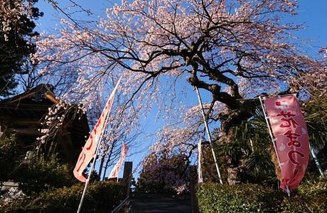 Korin-ji Temple