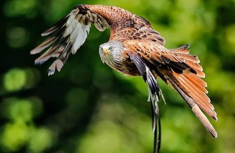 The British Bird of Prey Centre
