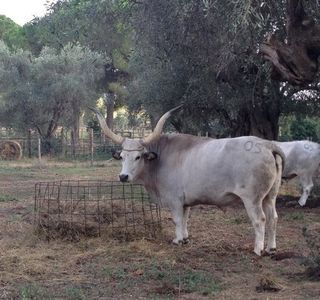 Fattoria del Marruchetone