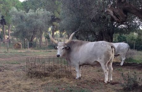 Fattoria del Marruchetone