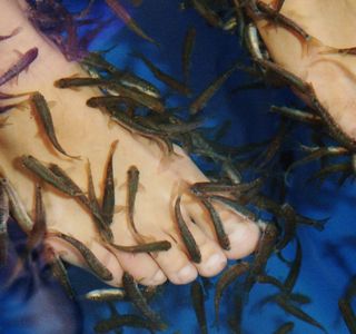 Stockholm Fish Spa