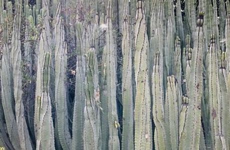 Aloe Park
