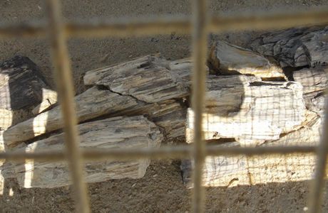 Akal Wood Fossil Park