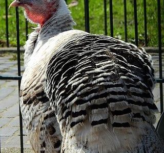 Stichting Kinderboerderij Diemen