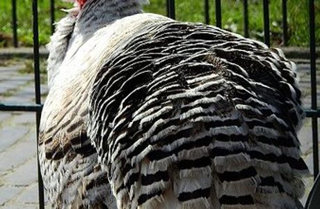 Stichting Kinderboerderij Diemen