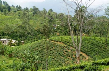 Blue Field Tea Factory