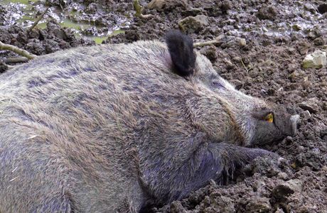 Boars Breath