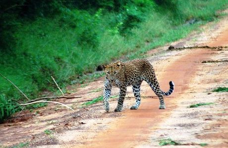 Asmitha and Rajinth Safari