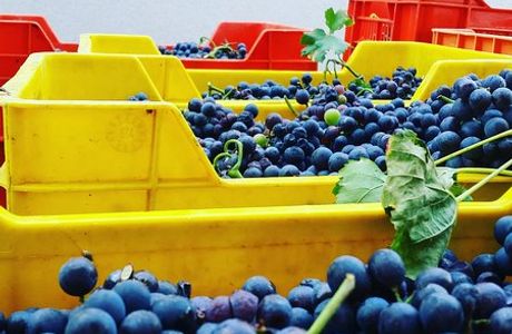 Azienda Agricola Mattiazzo Leo di Mattiazzo Jessica