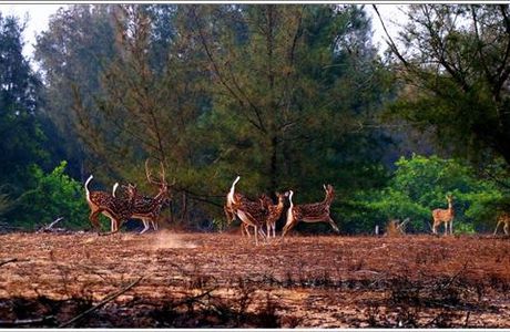 Balukhand Wildlife Sanctuary