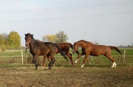 Circolo Ippico Tre Cerchi