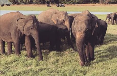 Companion Lanka Tours