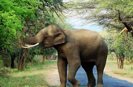 Chinnar Wildlife Sanctuary