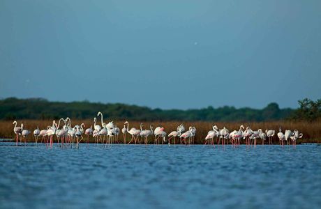 Chundikulam Bird Sanctuary