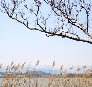Gyeongpoho Lake