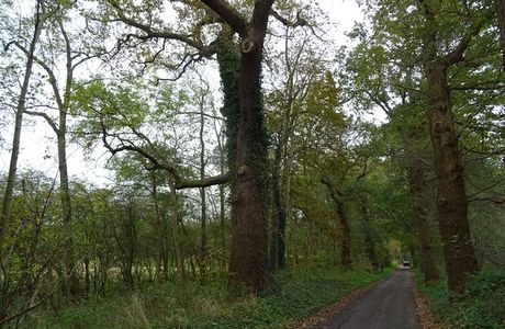 Heilooer Forest