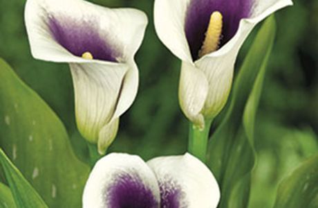Kala Pinta