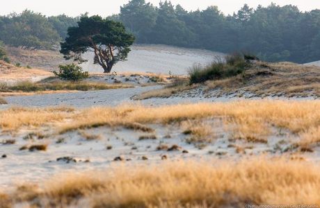 National Park de Loonse en Drunense Duinen