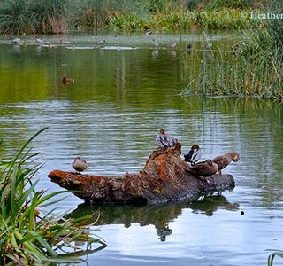 Laratinga Wetlands
