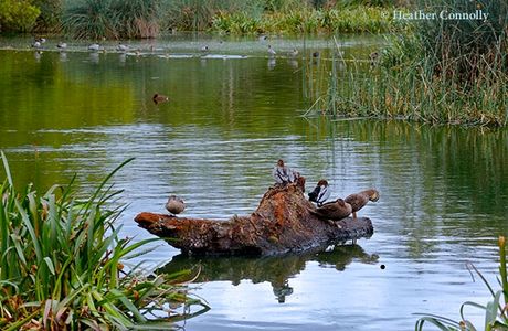 Laratinga Wetlands