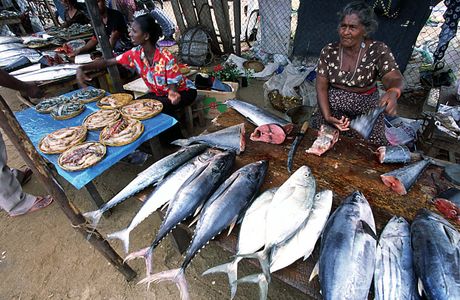 Main Fish Market