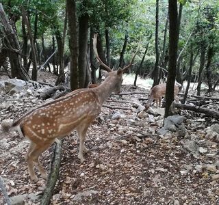 Parco Faunistico Al Bosco