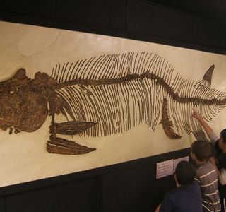 The Big Fish Fossil Hut