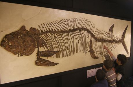 The Big Fish Fossil Hut