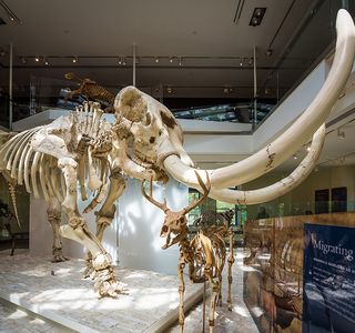 The Museum of Natural History