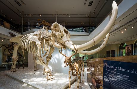 The Museum of Natural History