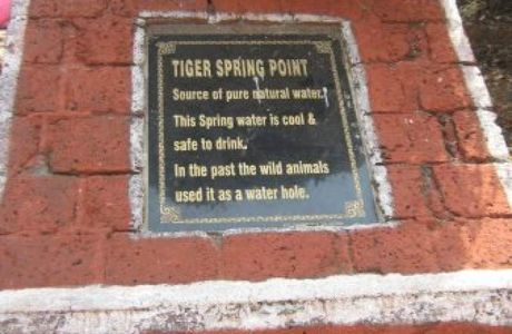 Tiger Spring