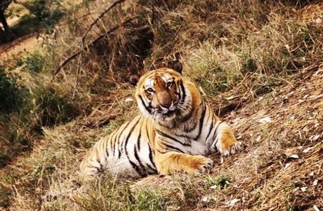 Tiger Safari