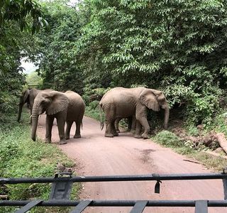 Shemeji Safari Tanzania