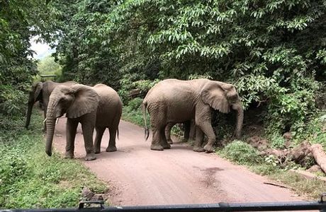 Shemeji Safari Tanzania