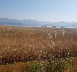 Sinseongri Reed Field