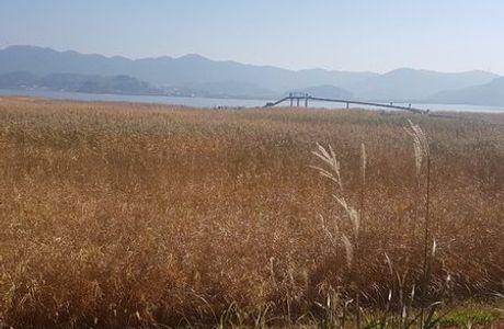 Sinseongri Reed Field