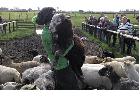 Schapenboerderij Texel