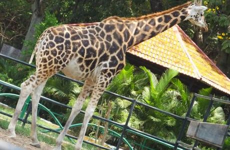 Sri Chamarajendra Zoological Gardens