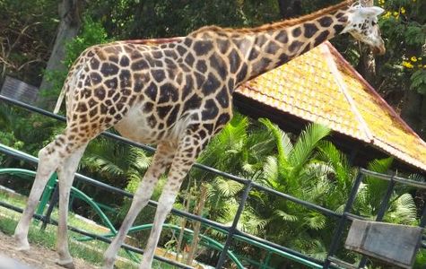 Sri Chamarajendra Zoological Gardens 1
