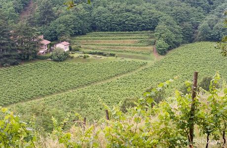 Società Agricola Castelveder