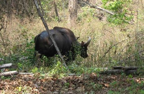 Wayanad Wildlife Sanctuary