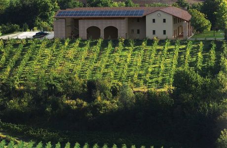 Vineyard Dominikus