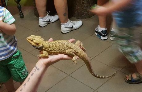 Zoo Bizar