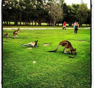 Yamba Golf and Country Club