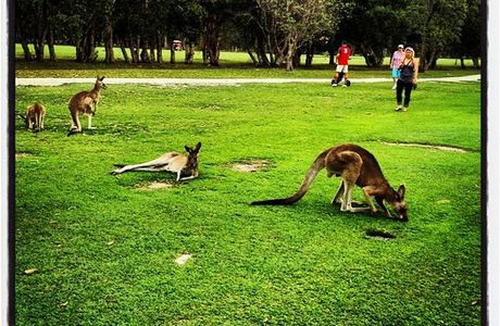 Yamba Golf and Country Club