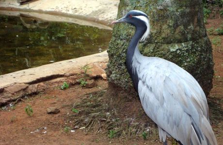 Umgeni River Bird Park