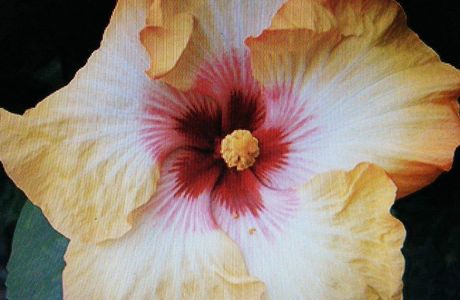 Hibiscus Cave