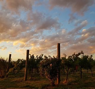 Hunter-Gatherer Winery